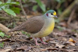 Image of a Sulawesi Ground Dove in its natural habitat