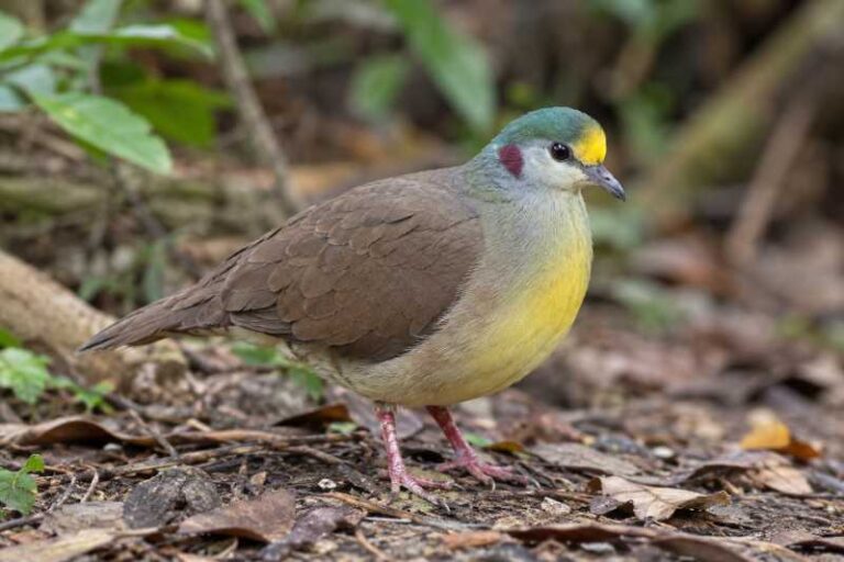 Image of a Sulawesi Ground Dove in its natural habitat