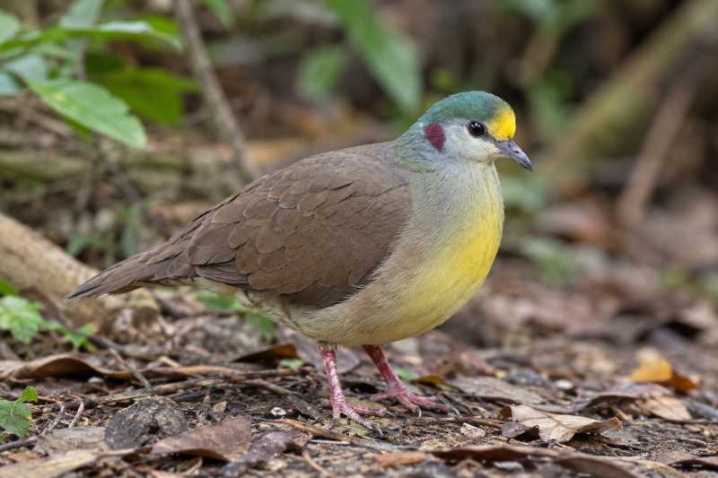 Image of a Sulawesi Ground Dove in its natural habitat