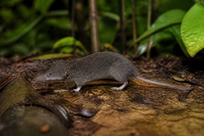 Image of a Sumatran Giant White-toothed Shrew in its natural habitat