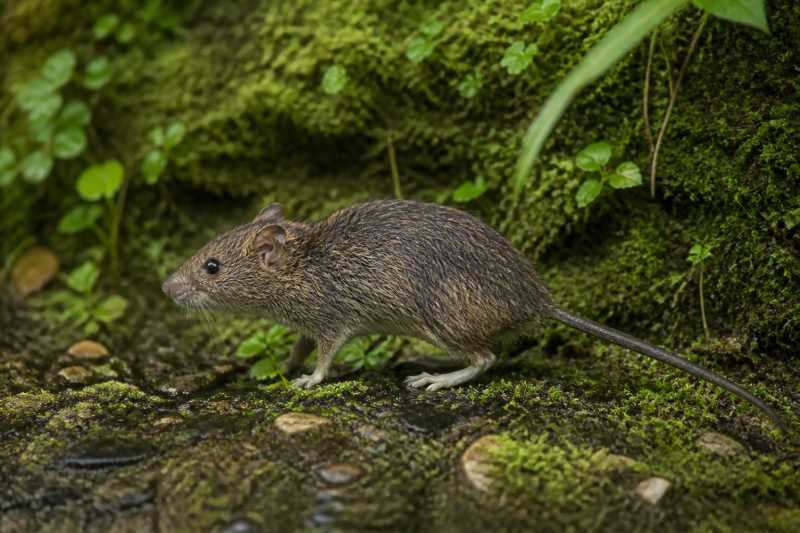 Image of a Sumatran Mountain Rat in its natural habitat