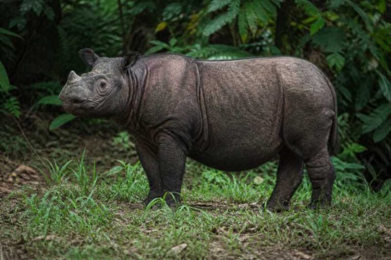 Image of a Sumatran Rhinoceros in its natural habitat