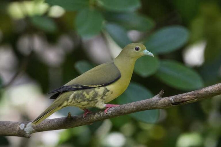 Image of a Sumatran Green Pigeon in its natural habitat