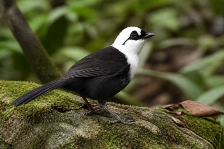 Image of a Sumatran Laughingthrush in its natural habitat