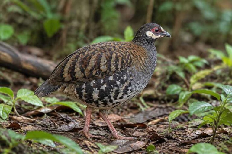 Image of a Sumatran Partridge in its natural habitat