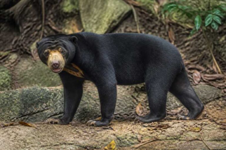 Image of a Sun Bear in its natural habitat