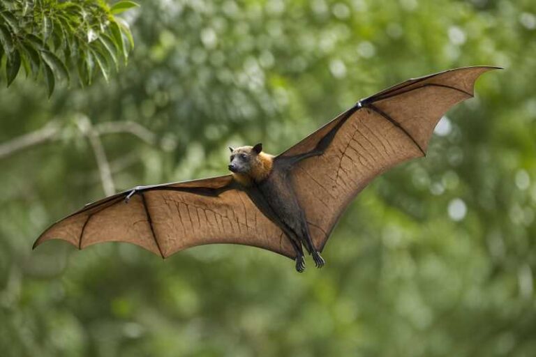 Image of a Sunda Flying Fox in its natural habitat
