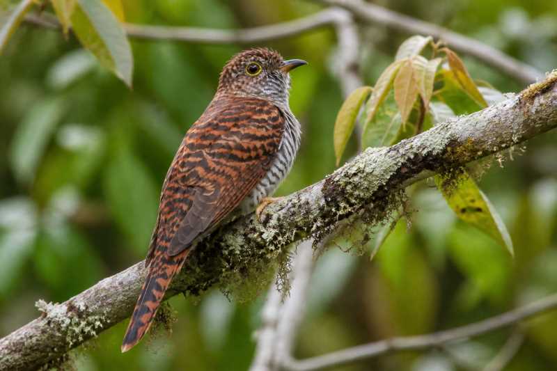 Image of a Sunda Brush Cuckoo in its natural habitat