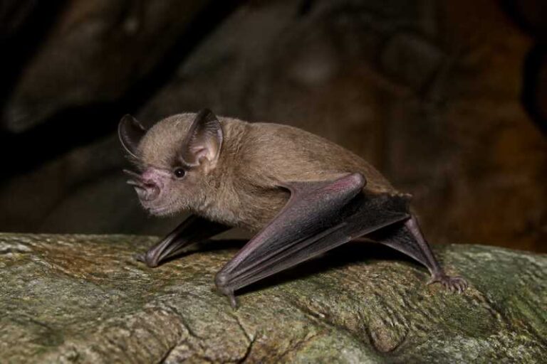 Image of a Sundevall's Roundleaf Bat in its natural habitat