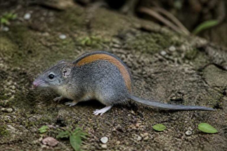 Image of a Suntsov's Marmoset Rat in its natural habitat