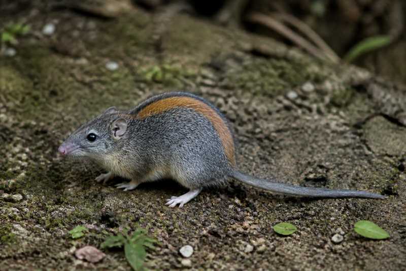 Image of a Suntsov's Marmoset Rat in its natural habitat