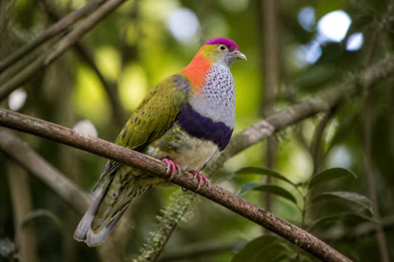 Image of a Superb Fruit Dove in its natural habitat