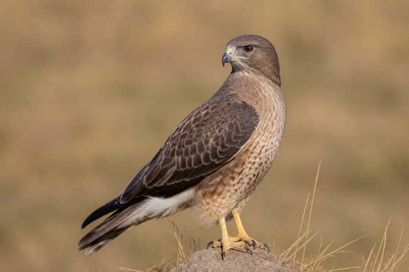 Image of a Swainson's Hawk in its natural habitat
