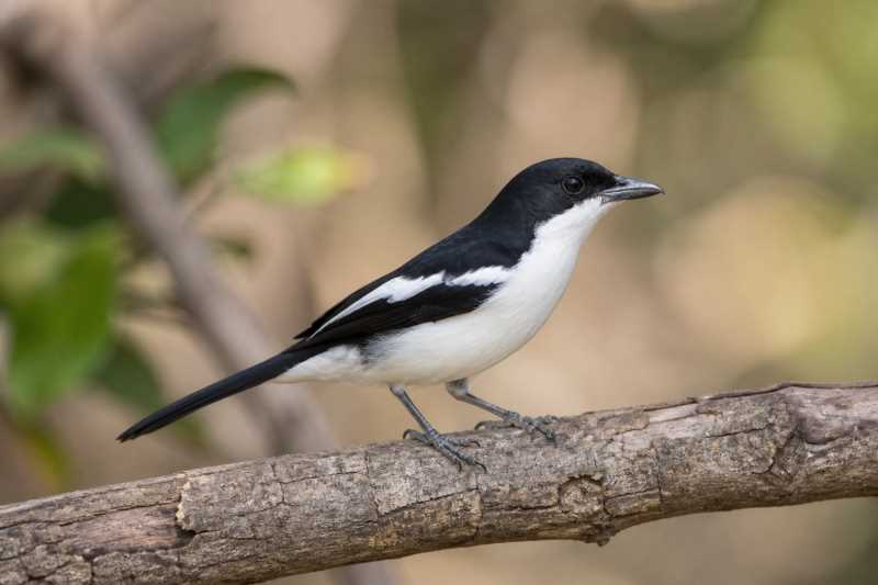 Image of a Swamp Boubou in its natural habitat