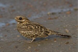Image of a Swamp Nightjar in its natural habitat
