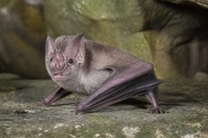 Image of a Swinhoe's Roundleaf Bat in its natural habitat