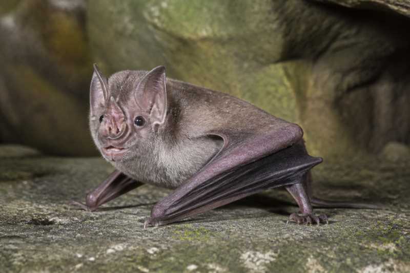 Image of a Swinhoe's Roundleaf Bat in its natural habitat