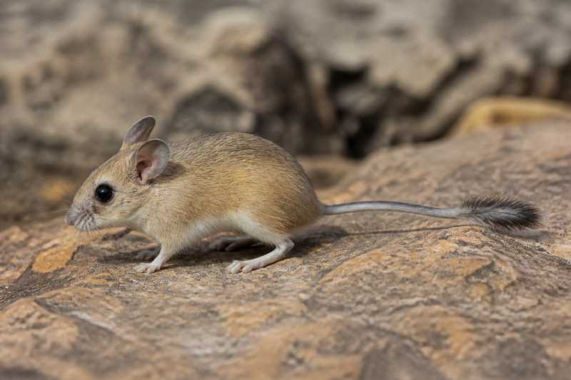 Image of a Syrian Brush-tailed Mouse in its natural habitat