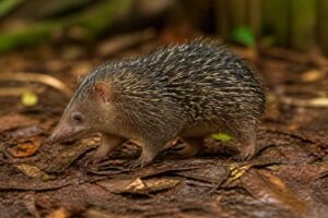 Image of a Tailless Tenrec in its natural habitat
