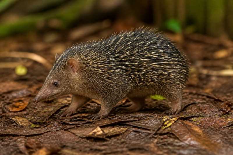 Image of a Tailless Tenrec in its natural habitat