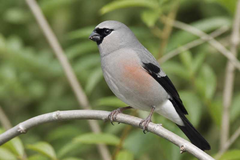 Image of a Taiwan Bullfinch in its natural habitat