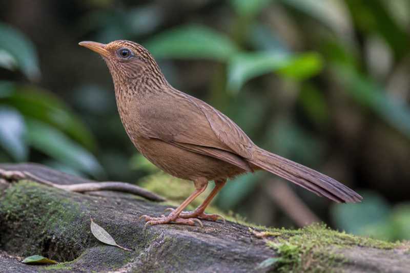 Image of a Taiwan Hwamei in its natural habitat