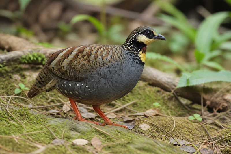 Image of a Taiwan Partridge in its natural habitat