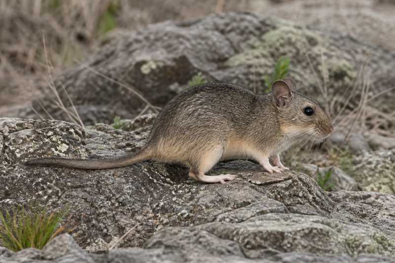 Image of a Tamaulipan Woodrat in its natural habitat
