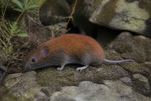 Image of a Tarquinius Red-backed Vole in its natural habitat
