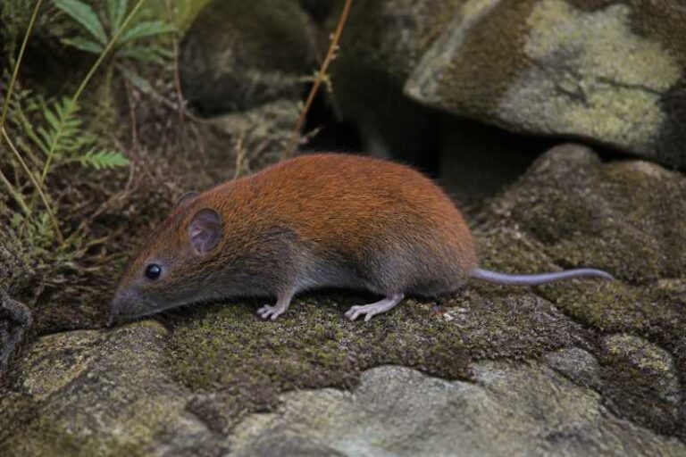 Image of a Tarquinius Red-backed Vole in its natural habitat