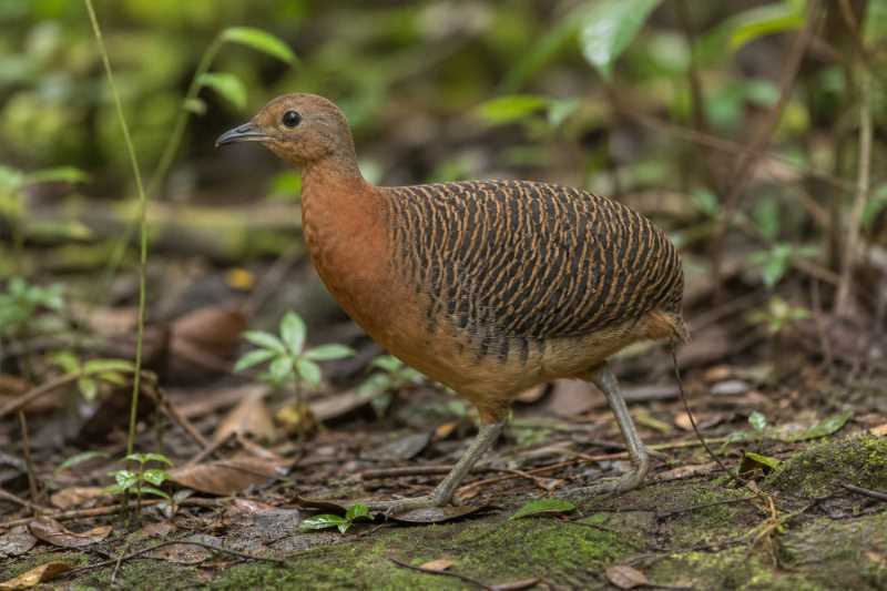 Image of a Tawny-breasted Tinamou in its natural habitat