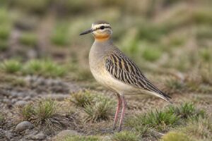 Image of a Tawny-throated Dotterel in its natural habitat