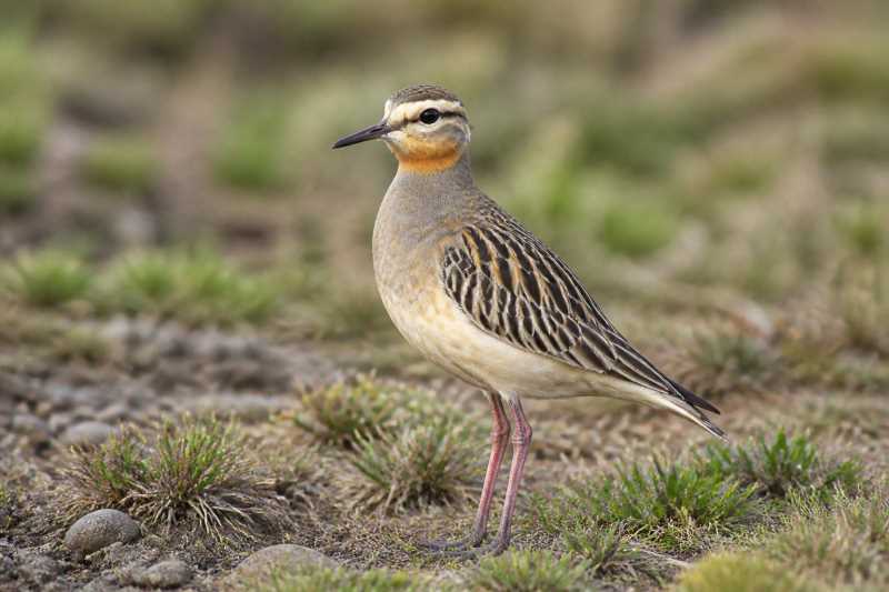 Image of a Tawny-throated Dotterel in its natural habitat