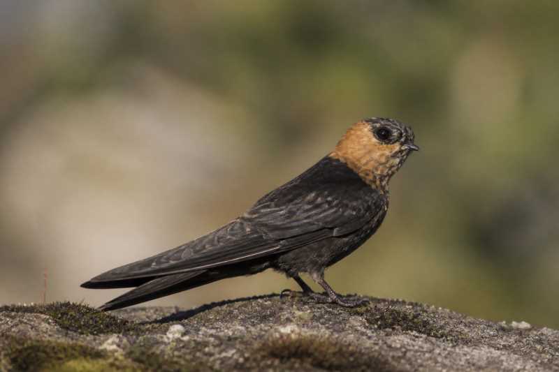 Image of a Tepui Swift in its natural habitat