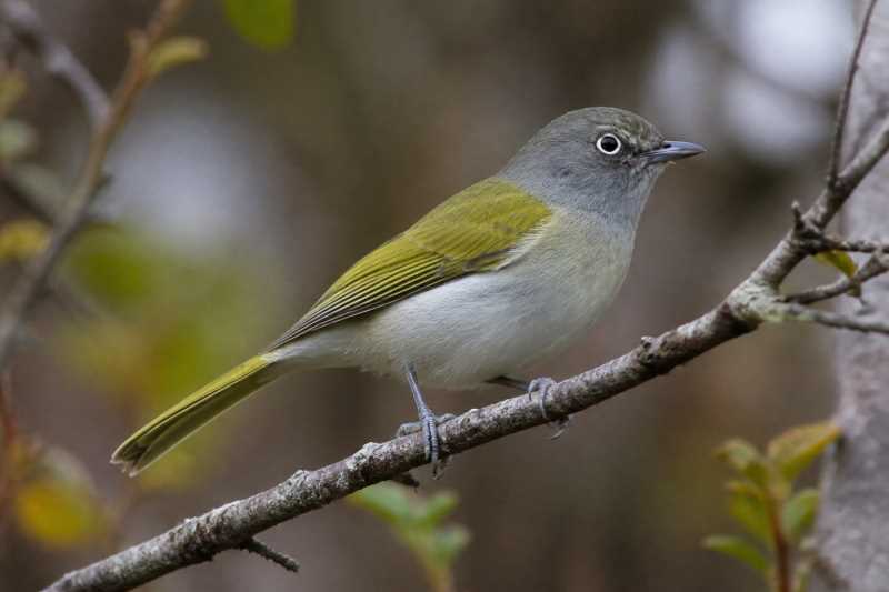 Image of a Tepui Vireo in its natural habitat