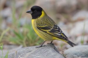 Image of a Thick-billed Siskin in its natural habitat