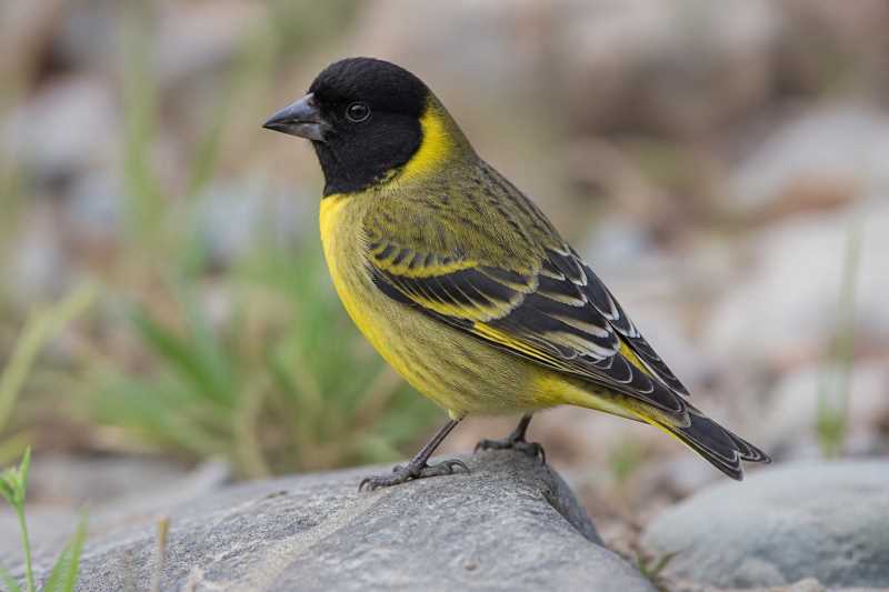 Image of a Thick-billed Siskin in its natural habitat