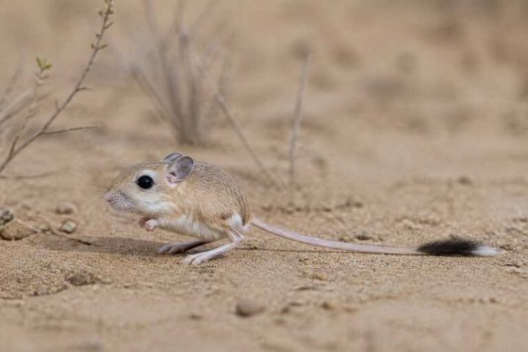 Image of a Thomas's Pygmy Jerboa in its natural habitat