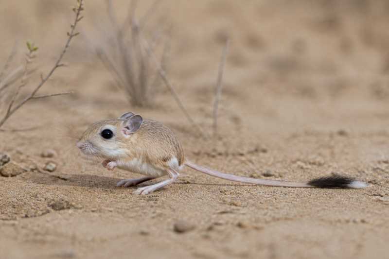 Image of a Thomas's Pygmy Jerboa in its natural habitat