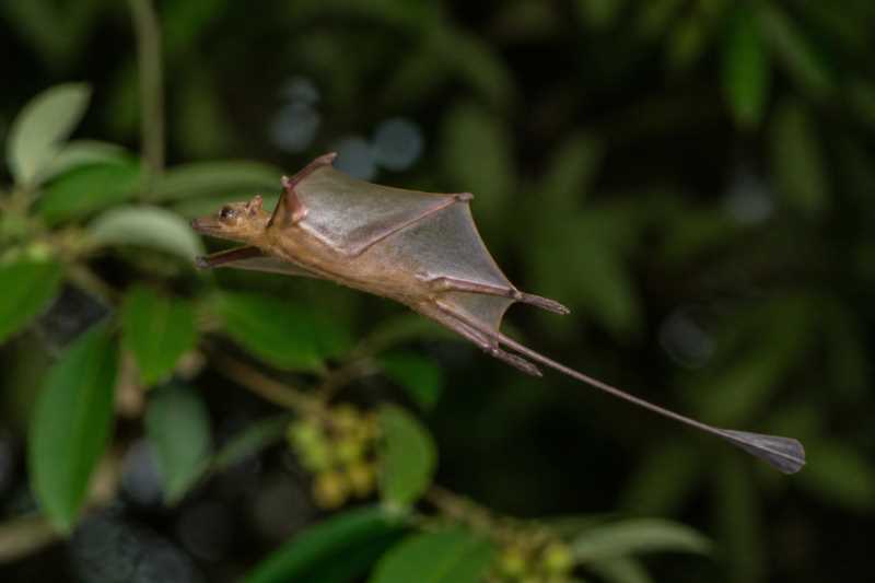 Image of a Thomas's Sac-winged Bat in its natural habitat