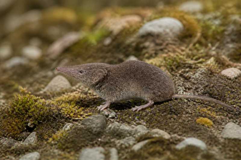 Image of a Tian Shan Shrew in its natural habitat