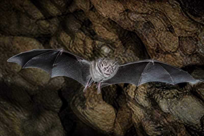 Image of a Timorese Horseshoe Bat in its natural habitat