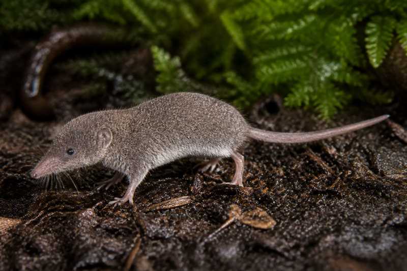 Image of a Tiny Sulawesi White-toothed Shrew in its natural habitat