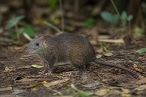Image of a Tokunoshima Spiny Rat in its natural habitat