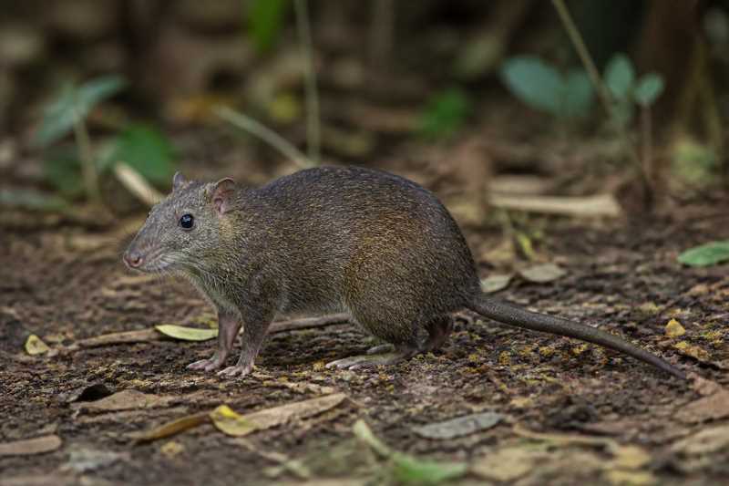 Image of a Tokunoshima Spiny Rat in its natural habitat