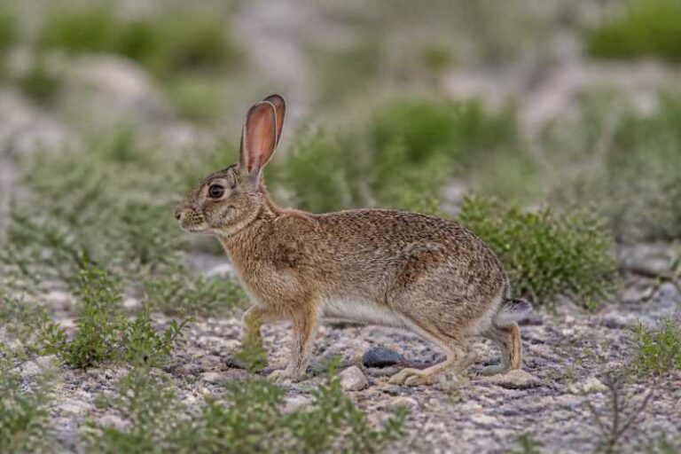 Image of a Tolai Hare in its natural habitat