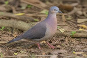 Image of a Tolima Dove in its natural habitat