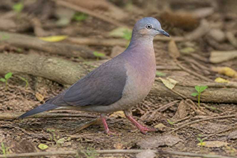 Image of a Tolima Dove in its natural habitat
