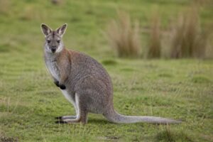 Image of a Toolache Wallaby in its natural habitat