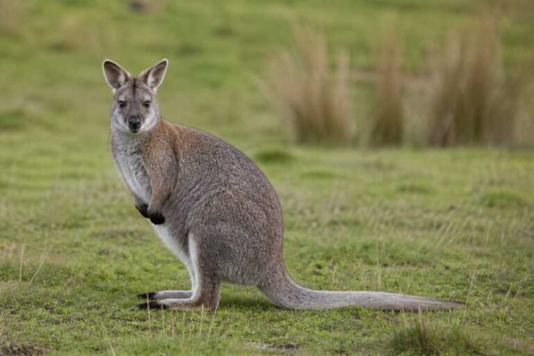 Image of a Toolache Wallaby in its natural habitat